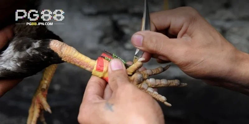 Lựa chọn đa dạng mang lại nhiều cơ hội thắng lợi hấp dẫn